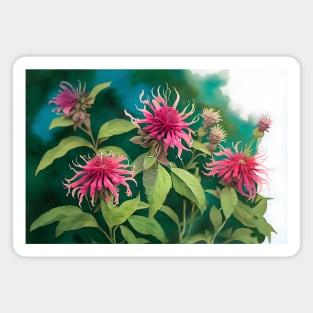 Watercolor Bee Balm Beebalm Magnet